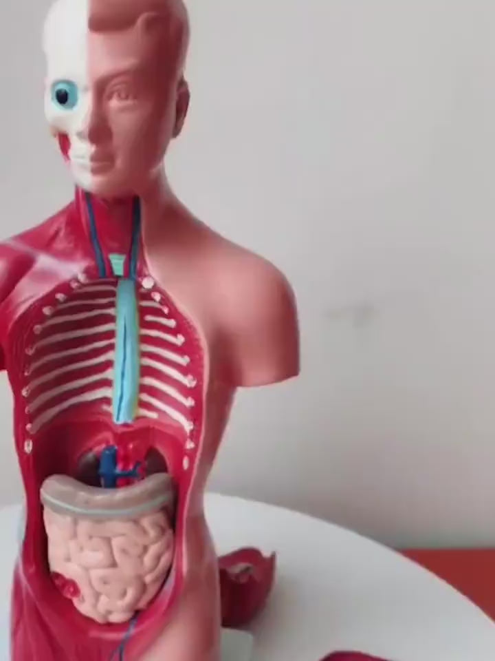 Human body model 28CM torso Human internal organs 